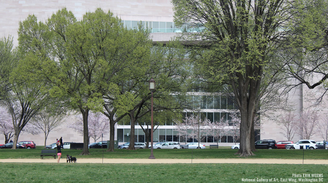 National Gallery of Art in Washington DC in Spring with Cherry Blossoms National Gallery of Art in Washington DC in Spring with Cherry Blossoms